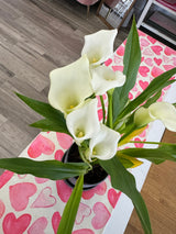 Calla Lily - Crystal Clear (White)