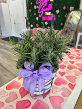 Lavender Plant