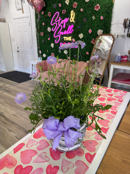 Scabiosa Plant