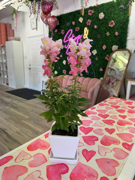 Snapdragon Plant